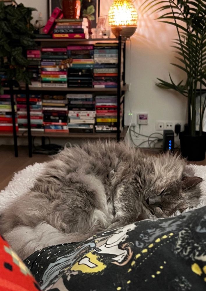 Alberte ligger og sover på sofaen. I forgrunnen er det puter, i bakgrunnen planter, bokhylle med bøker og ei lampe med varmt lys.