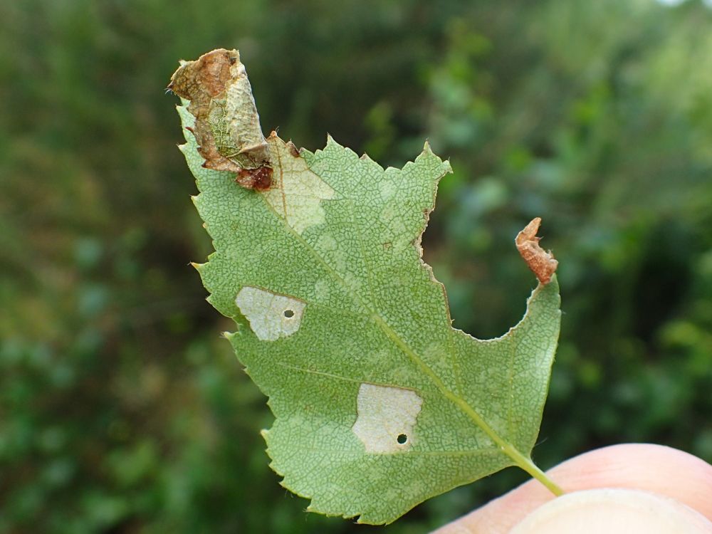 Coleophora siccifolia larva on birch. First (abandoned) case and cut-out for second case on the right and second case at the top.