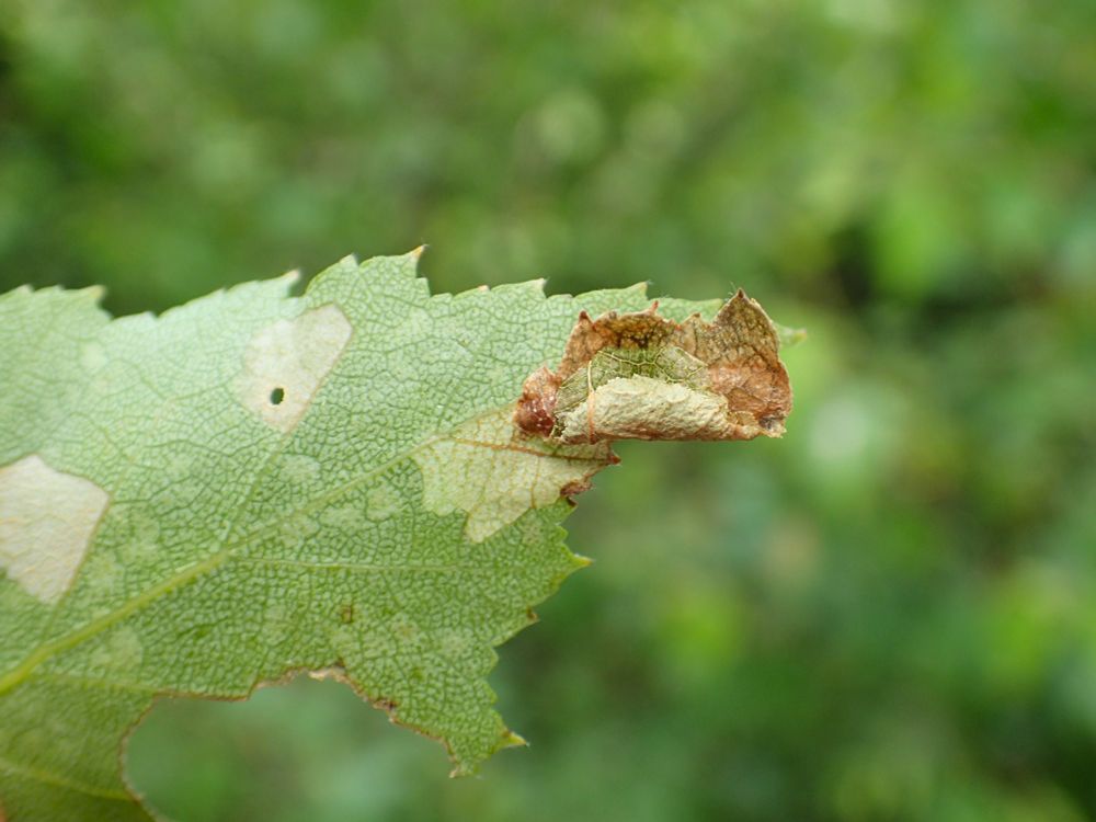 Coleophora siccifolia larva on birch (second case).