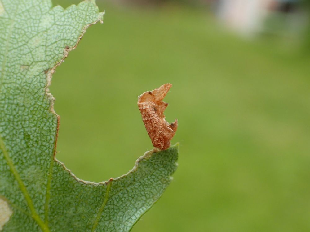 Coleophora siccifolia larva on birch (abandoned first case and cut-out for second case)
