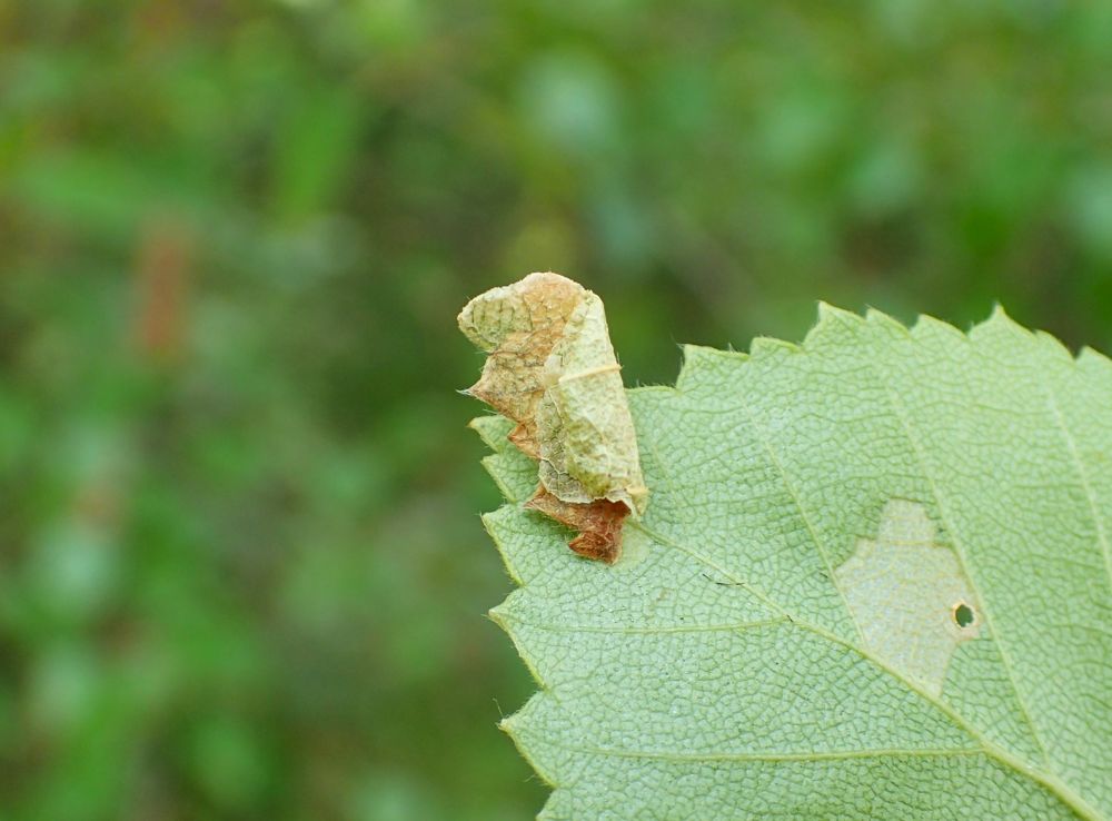 Coleophora siccifolia larva on birch (second case; different individual).