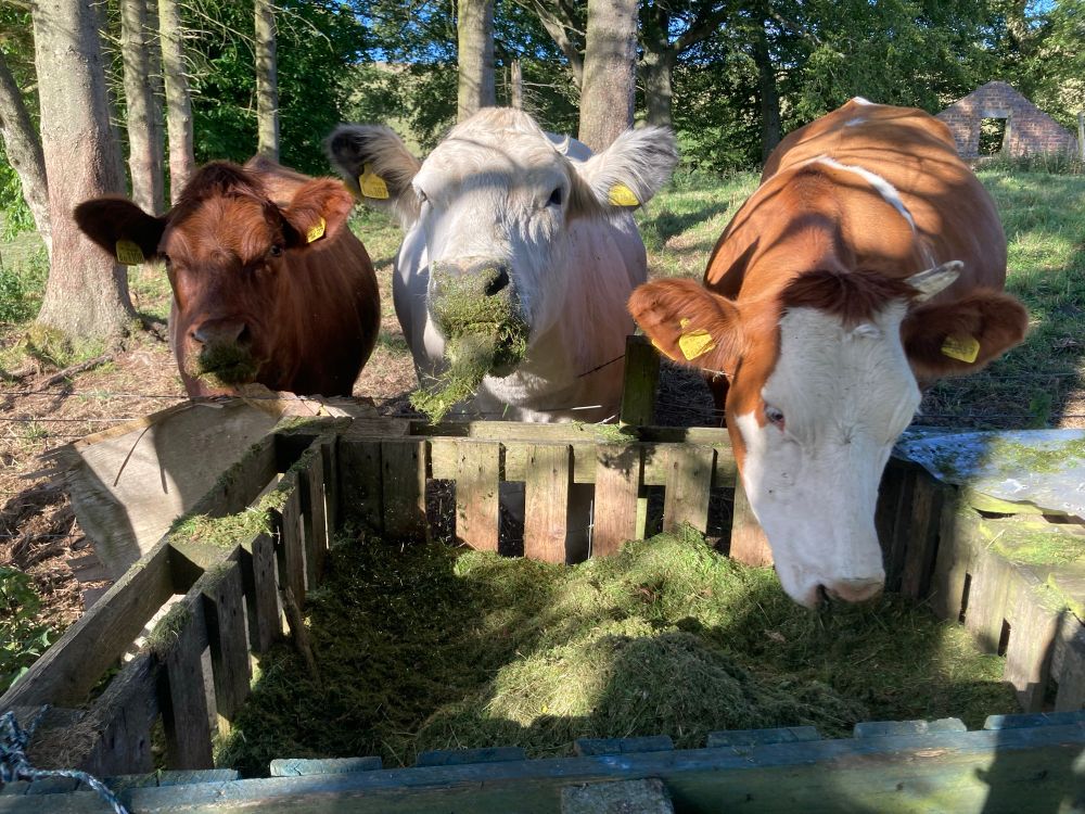 Happy grass-filled cows