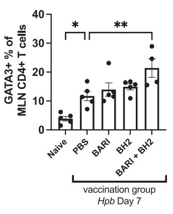 Graph showing increased GATA3+ Th2 cells with HpBARI+HpBARI_Hom2 vaccination.