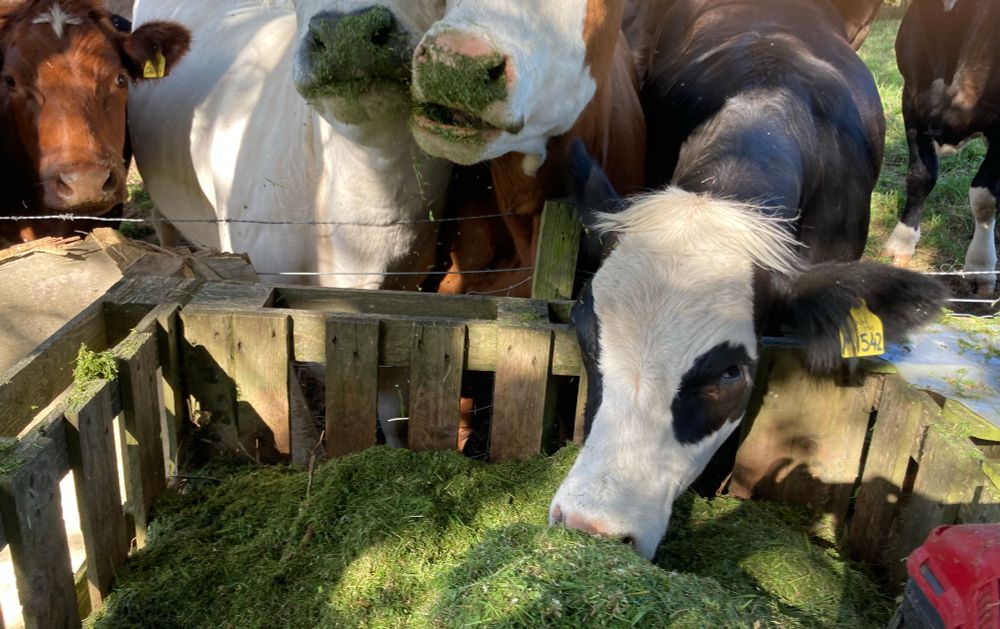 Cows chowing down