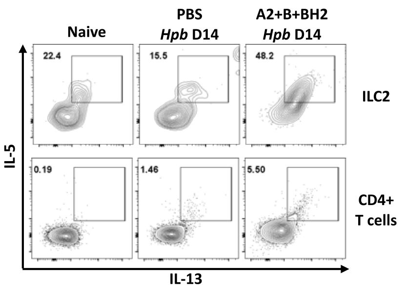 Flow cytometry plots showing increased ILC2 and Th2 cytokine responses after combination vaccination