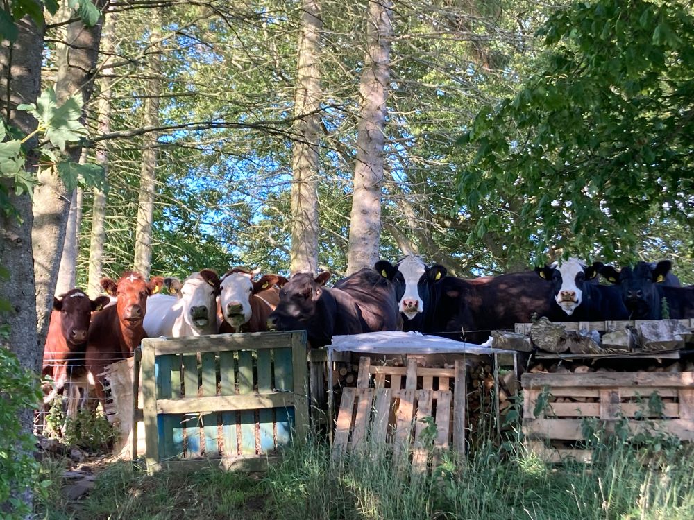 Crowd of cows