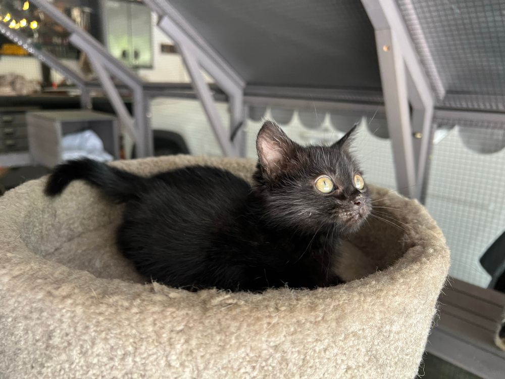 This is too much. Millie the little all-black kitten is scrunched up, like a cat loaf with head and tail poking out, in the top tier of a cat tower, looking wide-eyed, with an expression that is a combination of overwhelmed and intense focus, is heart-meltingly adorable. She needs a hug! Or worship.