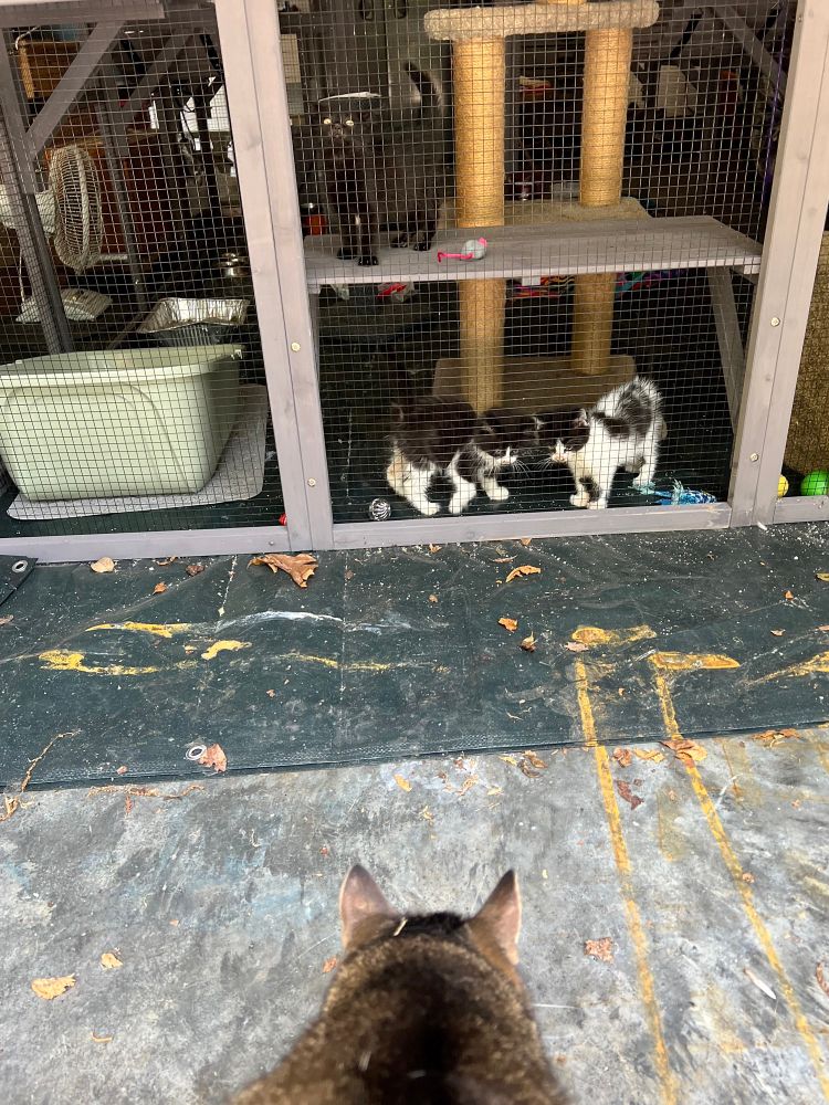 A view from behind outdoor cat, Mo, an adult brown tabby shorthair, as he looks towards the catio (like a chicken coop, but for foster kittens) in my mother’s garage. The three Disaster Kittens inside the catio have run up to watch and meow at Mo (and me, who was inside with them and then betrayed them). Black and white boys, Pigpen and Puffin, pace on the ground level, while all-black sister Millie glares from the catio’s back wall shelf. 