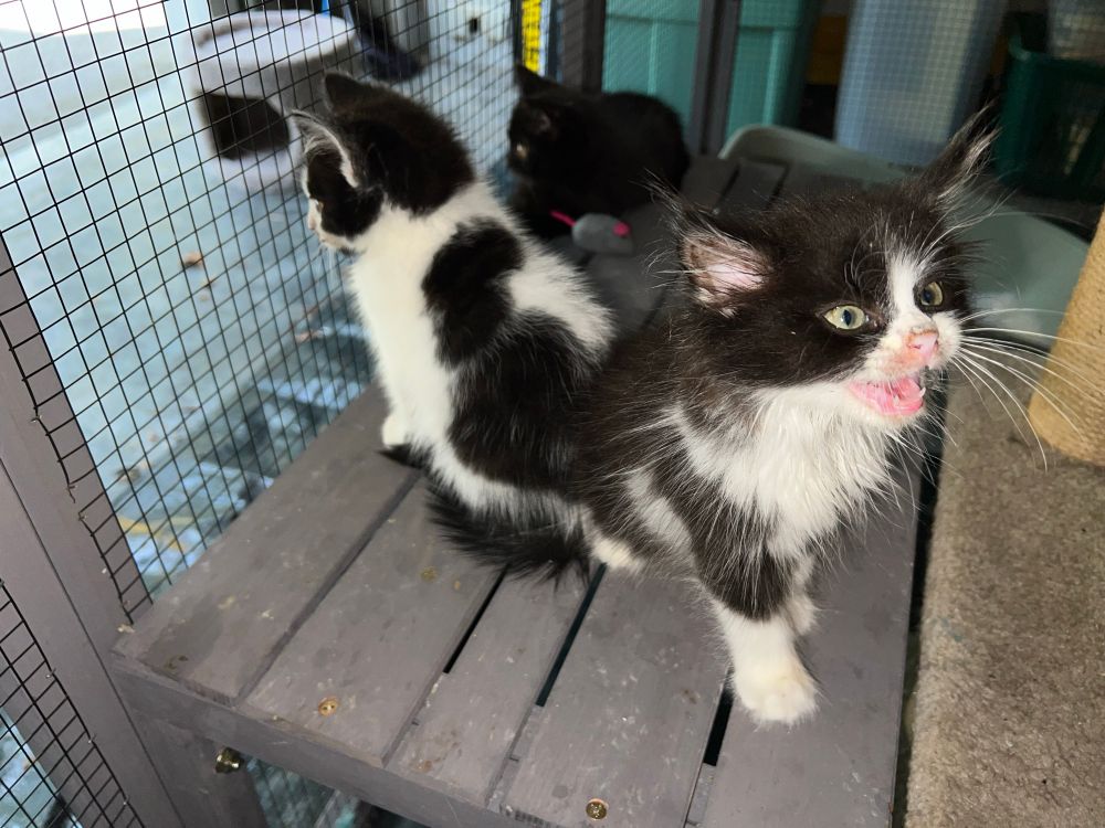Another shot of the Disaster Kittens on the back shelf of the catio, which looks out the garage and to the driveway/yard, as they react to Mo the outdoor cat rolling around on the driveway. Puffin and Millie are watching Mo’s antics, while Pigpen has turned to yell at me over the whole frustrating situation!
