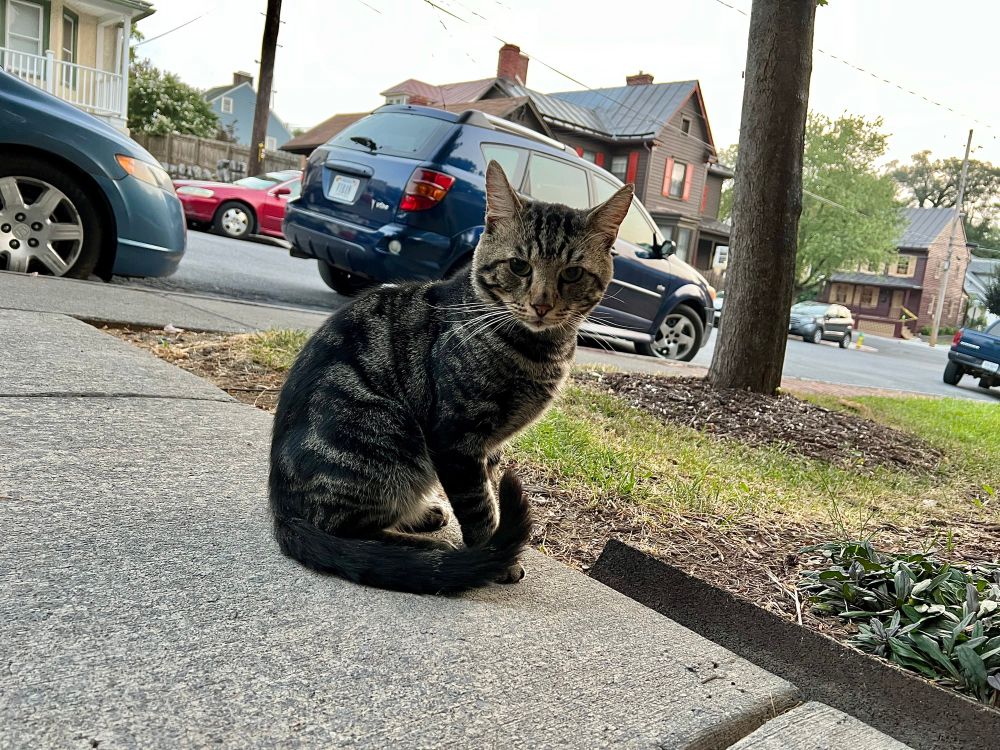 The invader cat has been getting more bold, and here is the first clear photo of them in the evening light. It’s a classic gray tabby shorthair coat, standard healthy-looking body, and maybe a very slight bit of “feral face” chubby cheeks. I assume it’s a male, but I haven’t seen clear giveaway features yet, so I’ll try to stick to neutral pronouns. Yes, the cat is being bolder because I have been kind to them, but if I didn’t the cat would still be hanging around to steal food, just in ways I can’t control. Now I can feed the cat and send them on their way, so the porch can get her meal later. 