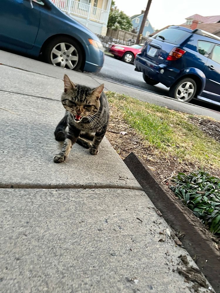 I finally got close enough to the invader gray tabby cat for a reaction. I expected them to turn and retreat, but instead they stood their ground and, as can see here, hissed at me! Rude! And I just presented them with a plate of wet food! (Maybe it was because of that, as I was currently between them and the food???)