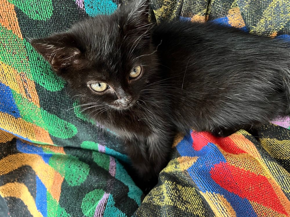 Millie the little all-black foster kitten takes her turn nestling into the colorful towel draped over my lap. The mostly-overhead and almond shape of her slightly-narrowed eyes give this delicate little girl an imposing presence anyway!