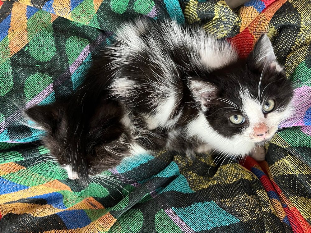 A photo from above of black and white lads Pigpen and Puffin resting in my lap, atop a colorful towel I used as a buffer from the sometimes-messy disaster kittens. Puffin is looking up at the camera, and into your soul. Pigpen is looking down, and you’ll learn why in the other photos! (Or, y’know, from reading the post.)