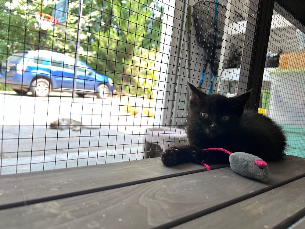 Millie the little all-black kitten rest on the catio (like a chicken coop, but for kittens, which is set in my mother’s garage), looking back at me as she has her paw hooked on the tail of a mouse toy. Behind her, in the driveway, Mo the outdoor cat is rolling around. Who is winning the contest for attention???