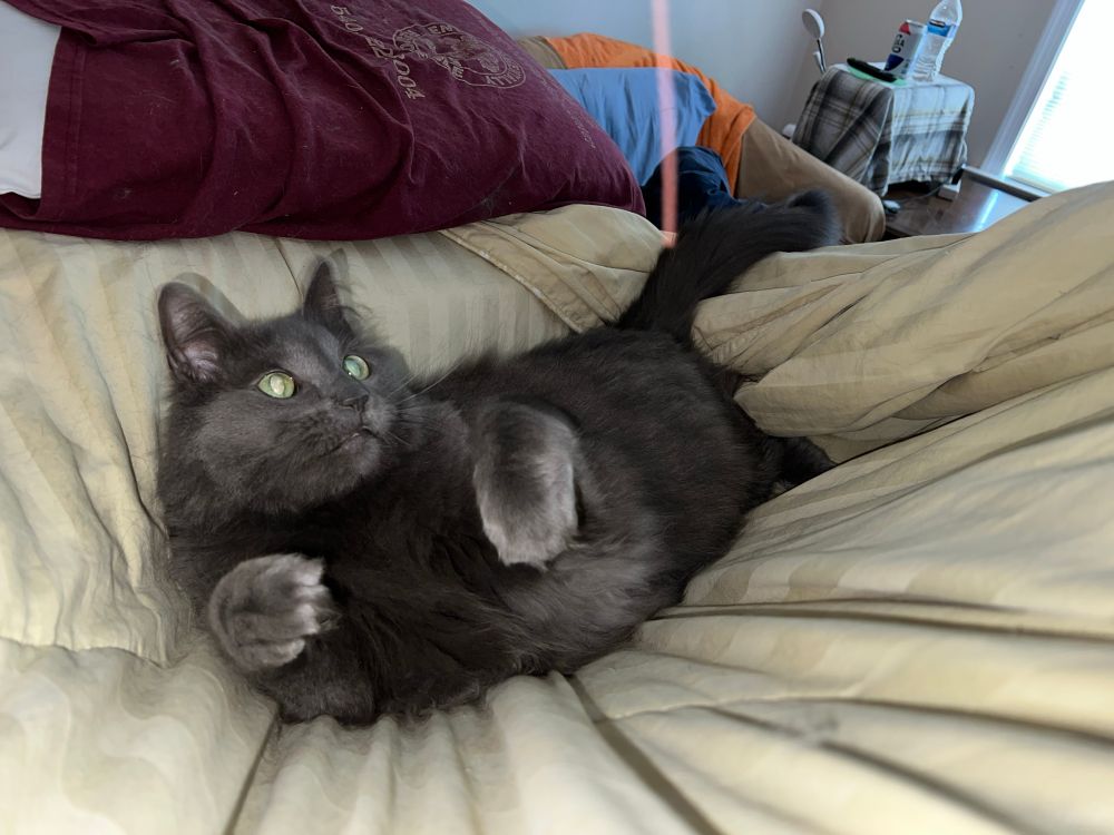 Big Dipper, an all-gray fluffmonster is rolling onto his back, with front paws raised to attack the shoelace his eye is tracking. Dipper is suspended on a blanket used as the roof of the kitty couch fort, which I tied so tight he was able to make it into his hammock instead of crashing in the roof, which was his former game. 