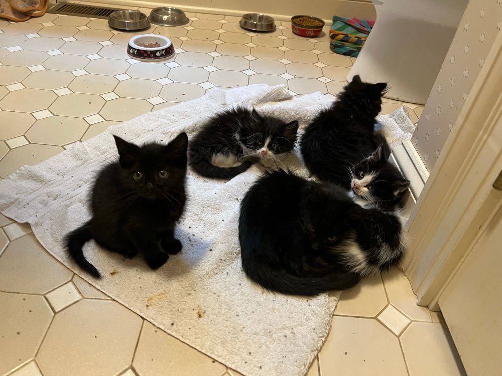 Five foster kittens with tummy issues ruining the towel they all are cuddling on! There are two all-black shorthairs, one all-black longhair (who is also larger, as he’s from another litter that was slightly older), one fluffy tuxedo, and one shorthair tuxedo. I don’t know male/female yet. If I gender one, it a hunch/guess and you can’t hold me to it. (I really want the round tuxedo one to be a girl, but I think it’s male. But no confidence!)