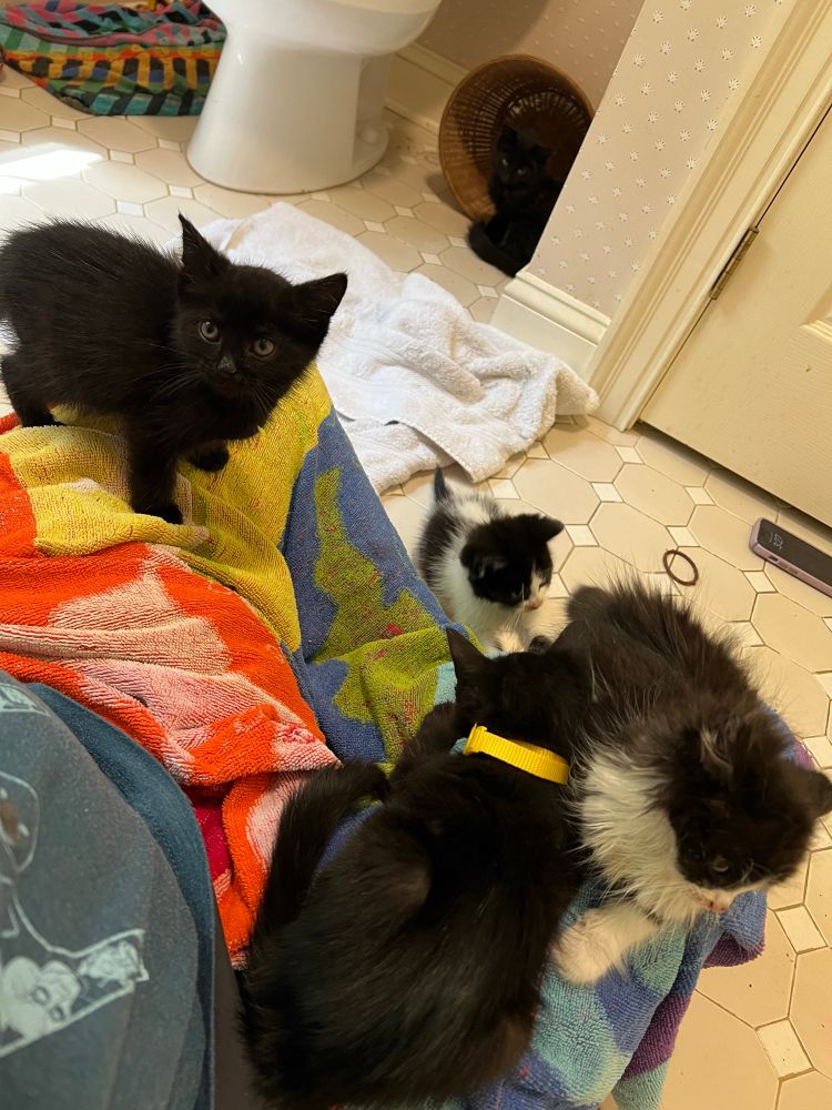 Four of the new foster kittens are in my lap or about to jump in my lap. The fifth is watching nervously from the corner. A colorful towel on my lap protects me from their tummy trouble gross paws!