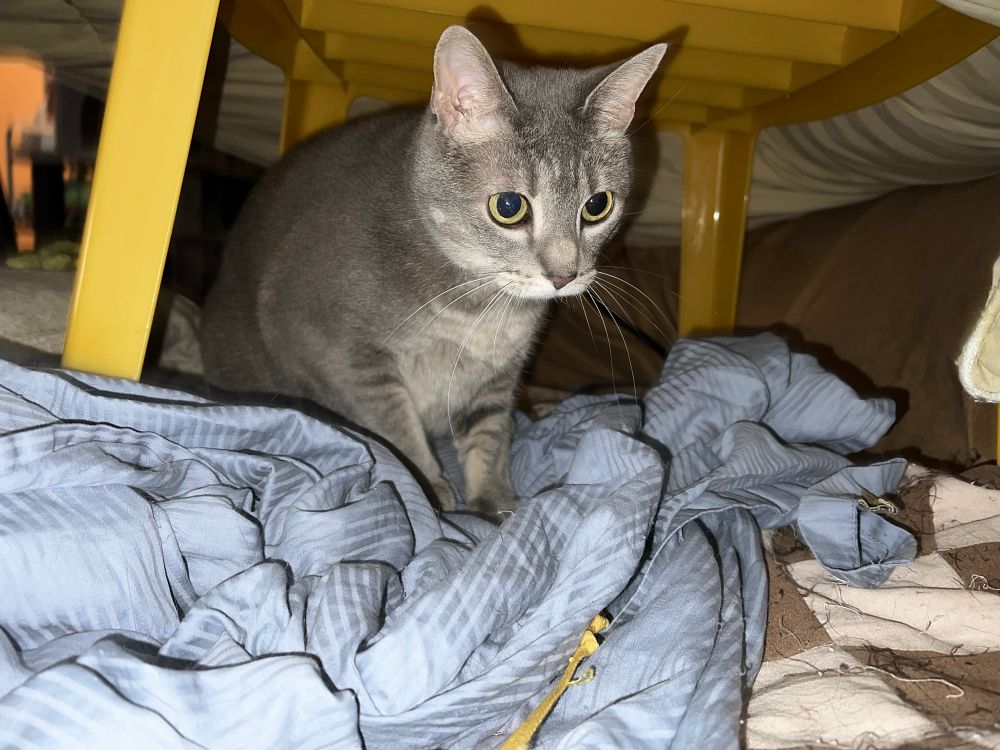 Pearl, a gray and cream tabby shorthair cat, has giant insane kitty eyes, as she’s locked in on her game of attacking a shoelace that I pull under the blue sheet she’s on. If I’m trying to work in the studio for too long, right as I get into rhythm I will hear a loud cry from Pearl, for it is time to play the game with her! I can’t say no!