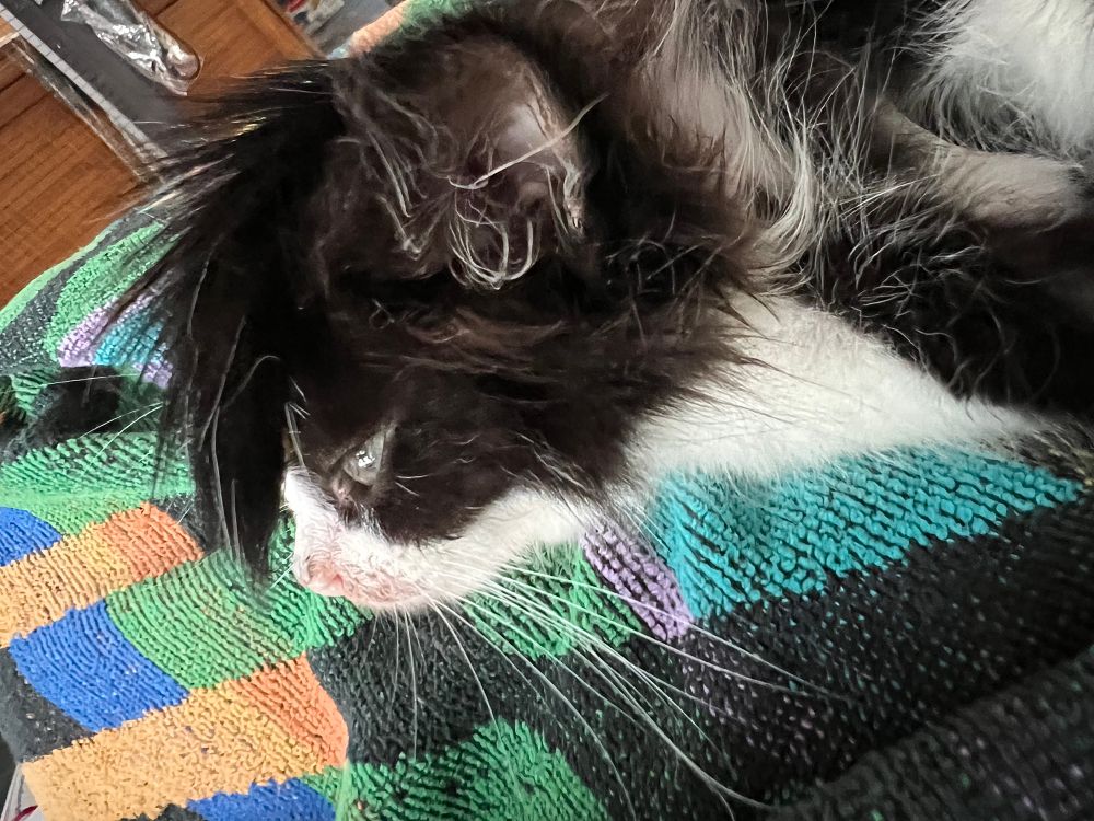 A closeup of Pigpen the disaster kitten’s face in profile, showing his head is drooped because his brother Puffin’s tail is draped over him - making it look like Pigpen has a mohawk! He’s either gone emo or is a thug from a 90’s anime. 