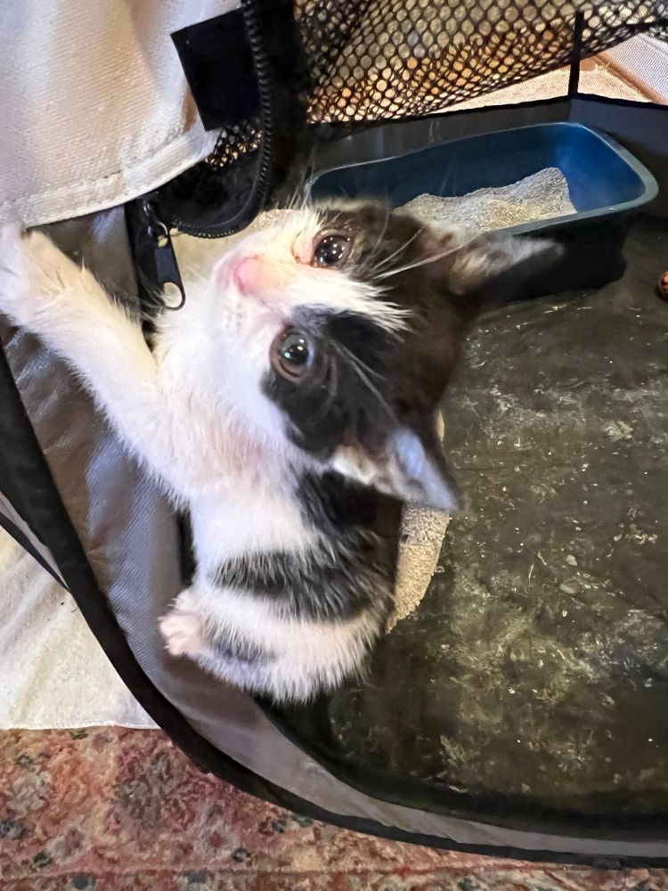 Blurry photo of sad kitten eyes, thanks to eye infection meds. 