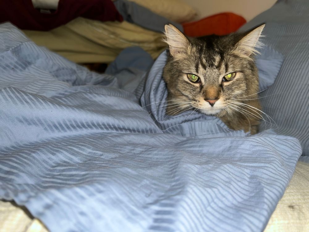 Pirate, a large fluffy brown tabby cat, pokes his head out from being wrapped up in the blue sheet Pearl was attacking in the prior photo. Pirate is a burrower, so it’s surprising this doesn’t combine with Pearl’s “pounce the thing moving under the blue sheet” game to chaotic ends more.