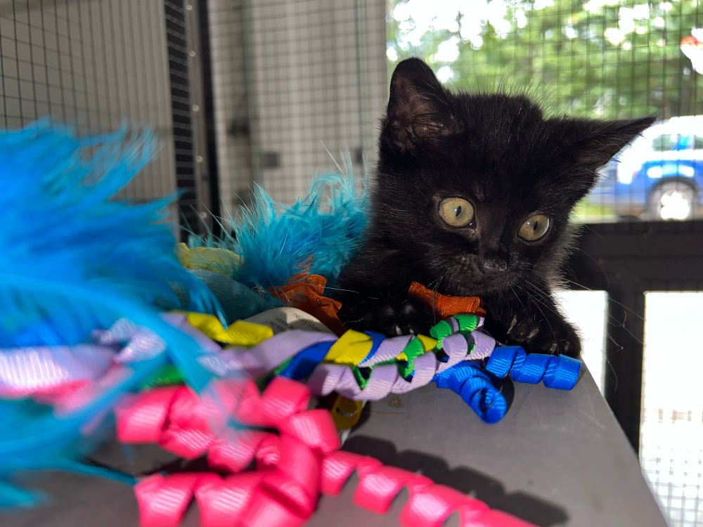 Little Millie plays in a pile of colorful ribbon and cloth. 
