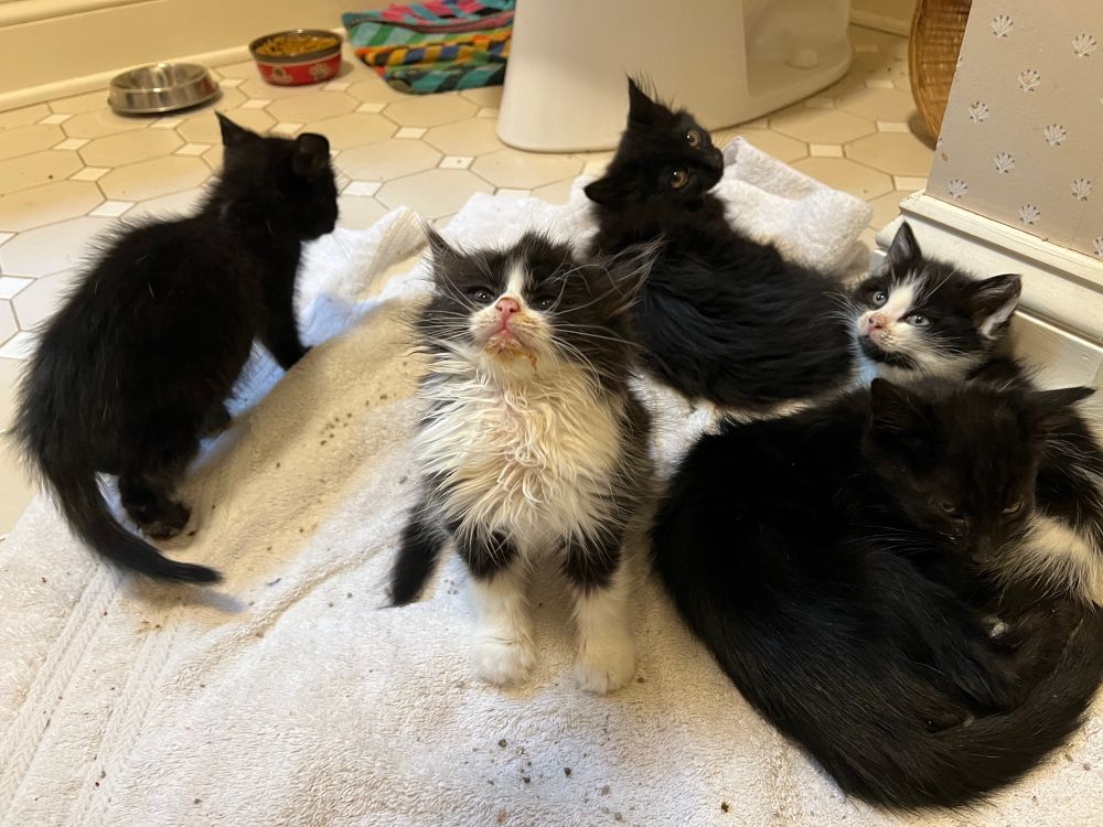 The five foster kittens are on a towel in the bathroom they’re being kept, with the fluffy tuxedo in the center with a proud and serious expression. The star of the show is also the sickest foster kitten. Our fluffy tuxedo kitten is skeletal beneath all the fluff, but that fluff is the mane of a lion to him! That mane is also very very soiled from the kitten having a bad upset tummy. Fluff Tux loves to cuddle and purr and play, so expect his powers to grow exponentially as he gets better!