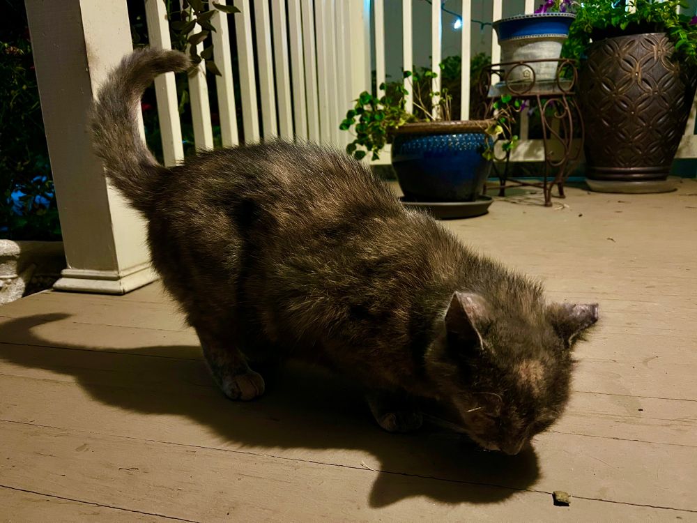 The porch cat, a dilute tortie, eating treats in the porch during a day she refused to come inside. She rubbed against poison ivy at some point and I then cuddled her. Dang it!