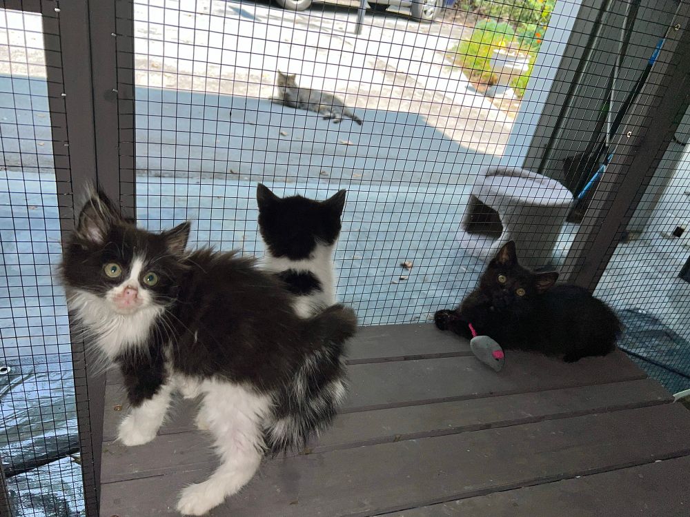 An earlier photo from inside the catio, showing the three Disaster Kittens reacting to Mo rolling around outside. Puffin is staring at Mo, while Millie and Pigpen are both looking back to me. (Shame I will promptly betray them and go outside to join Mo!)