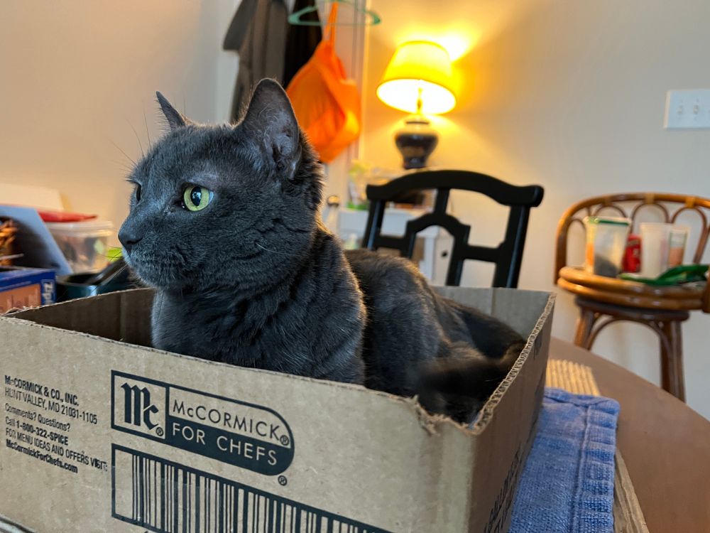The only new photo of this set is of Little Stuff, the dark gray shorthair cat, looking alert as she sits in a box (with taller sides than normal boxes of the size) that’s on my kitchen table. I had caught Pearl, the lighter gray girl cat, using it earlier, but she ran away because she got my anxiety, and how DARE I observe her. I added dish towels and a toy to it as a way to confirm it’s fine that cats use it. Pearl hasn’t returned, but Little Stuff benefitted!