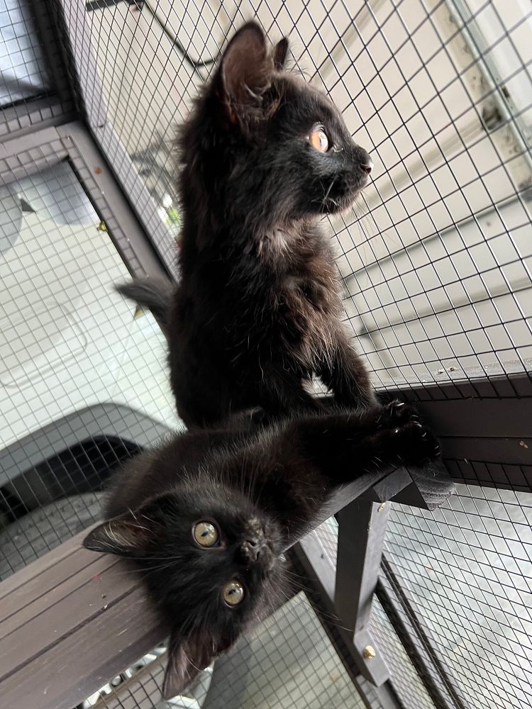 Resharing my favorite shot of the two all-black foster kitten girls, with Millie laying down at BB’s feet, looking like a living shadow. Major black cat magic move. 