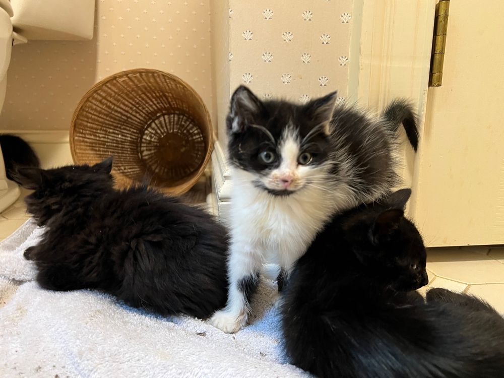 In the bathroom where the sickly foster kittens are kept, the round medium-hair tuxedo cat stands amid the longhair black cat and one of the shorthair black kittens. The other shorthair black kitten can be seen in the background hiding behind the toilet. 
