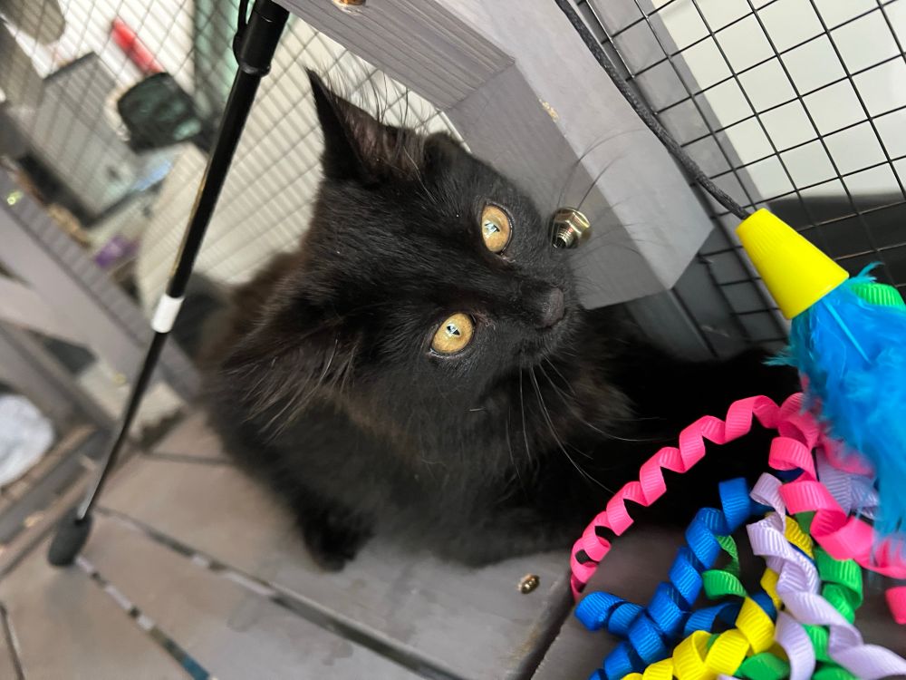 Big Beautiful BB takes her turn swatting at the rainbow ribbon toy. 