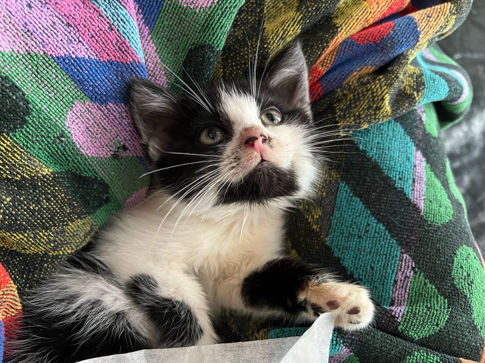 Once his brother Pigpen finally escaped my lap, and the colorful towel on it, black and white kitten Puffin alone got the space. Look at this precious and innocent expression! He can’t really be evil? He can’t be looking to destroy the global economy! He might not even know what that is! Or… is it all a facade to lure us into a false sense of security? So cute that you get suspicious.