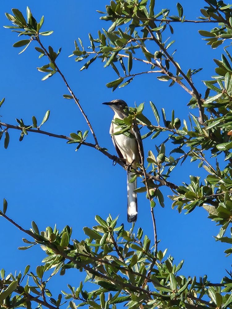A tan and white bird in a tree against a bright blue sky.