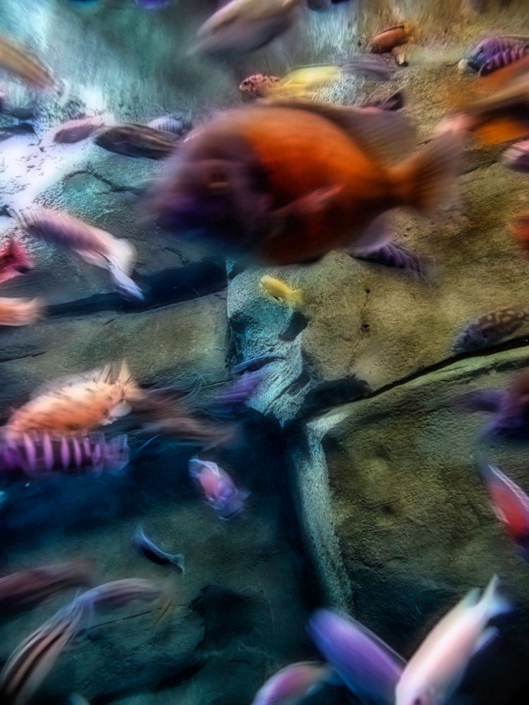 By Jove! #fish #water #rocks #color #movement #species #light