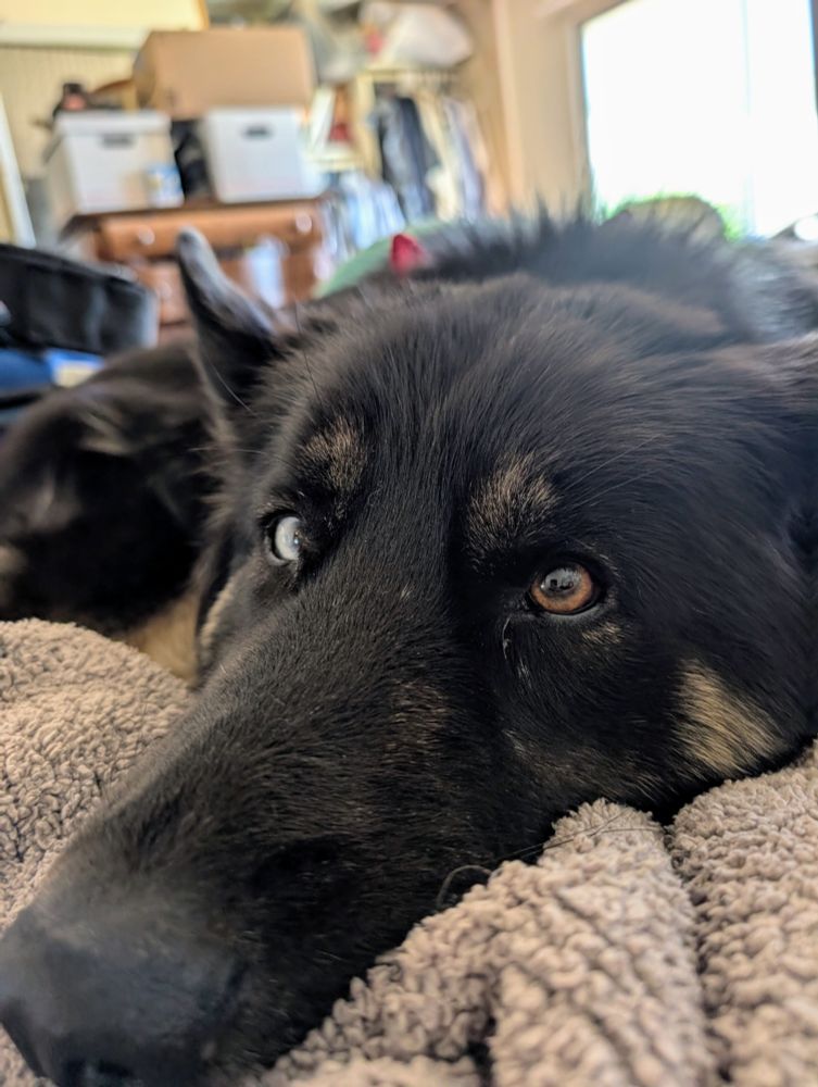The head of a black German Shepherd Husky mix with one blue eye and one brown eye rests his large nose on a grey blanket. 