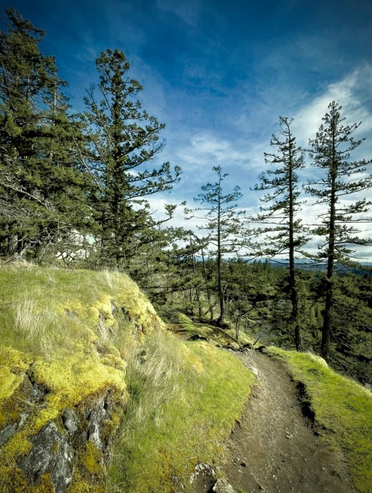 A small winding dirt trail on the edge of a rocky moss covered cliff. Tall trees stand close to the trail and also in the distance below. The moss is a yellowish tone from hot dry weather. The sky is a deep blue with. some wispy clouds swooshing through the windy sky. k