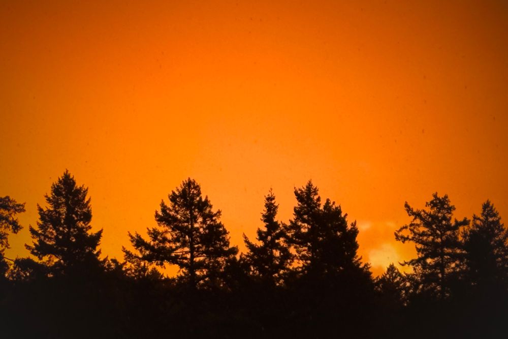 A bright orange sky with silhouetted evergreens at the bottom of frame