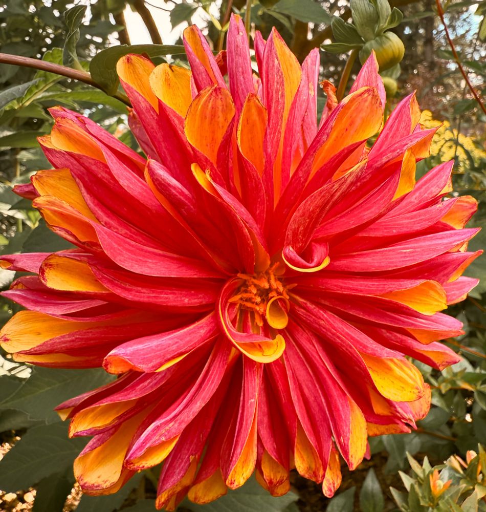 A reddy/orange & yellow dahlia that is beginning to show signs of age.