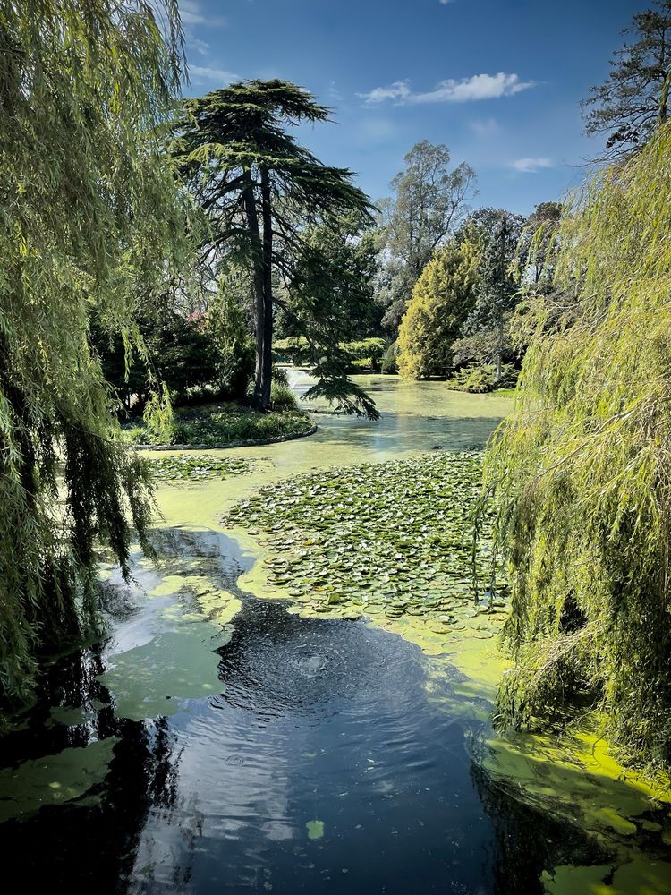 A pond winding it's way through various trees in different shades of green. Foreground, Willow trees (my favourite) The pond runs between the partially shady Willows and then kind of swerves around a Pine tree which overhangs the water. The water is partially covered in green algae and water lilies. Water moves out of sight as it bends around various outcroppings with foliage. The sky is deep blue with a couple of little clouds and is partially reflective in the water.