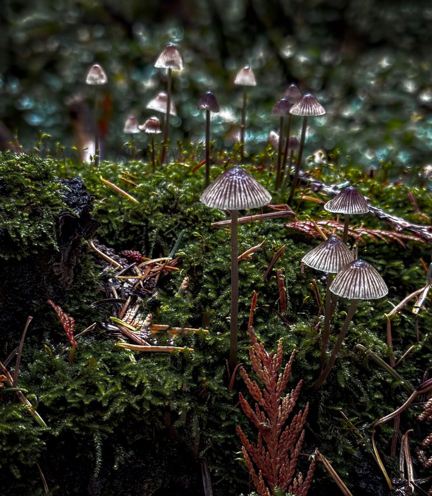A little grouping of shrooms, on a moss covered branch, that appear to be glowing. Forest debris is entangled with the shrooms.  Background is blurred. 