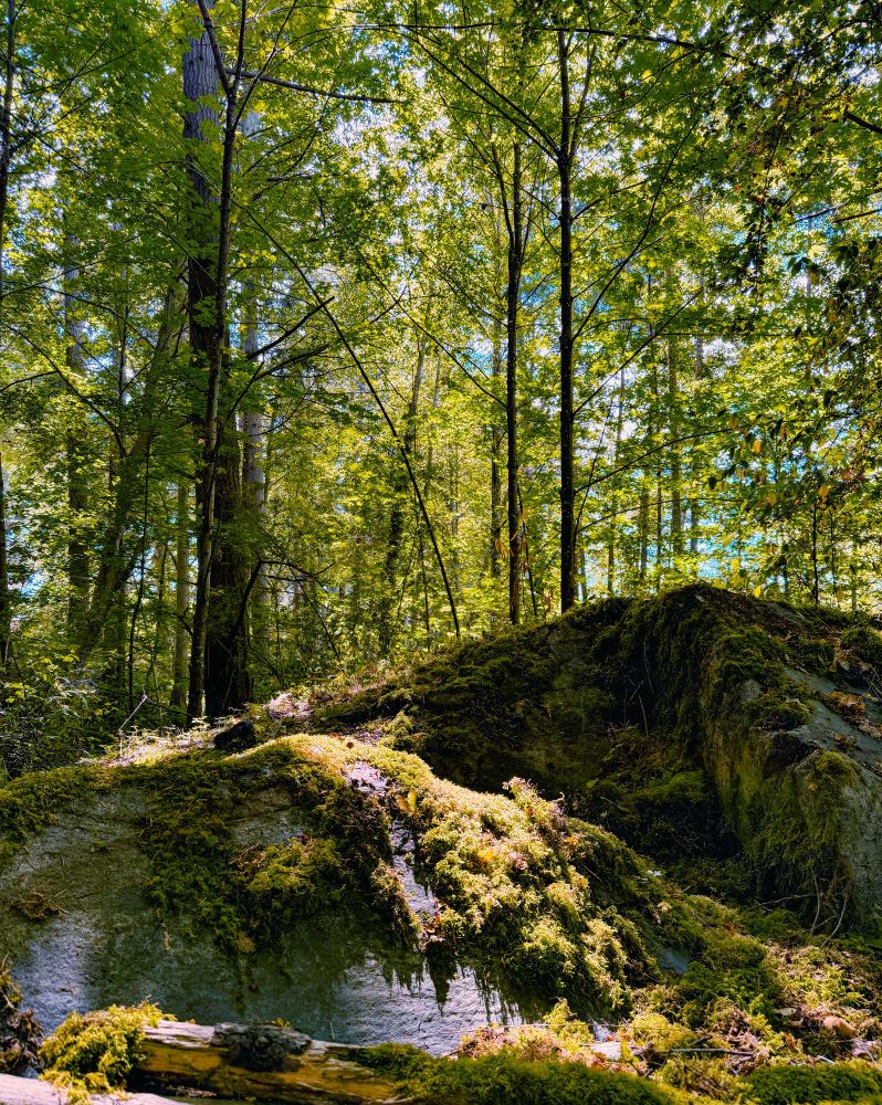 Moss covered boulders foreground with sunlight illuminating the moss amid shadow. Tall leafy trees grow in the distance, sunlight filtering through. Glimpses of blue sky with a few clouds can be seen between the skinny tree trunks and foliage.