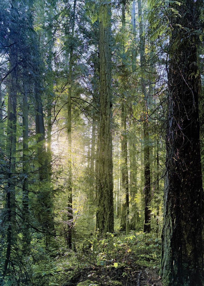 Looking through very tall, old evergreen trees stacked closely together deep in the forest. Sun filters through the giants illuminating the ferns and moss on the forest floor. Hints of blue sky can be seen at the tree tops