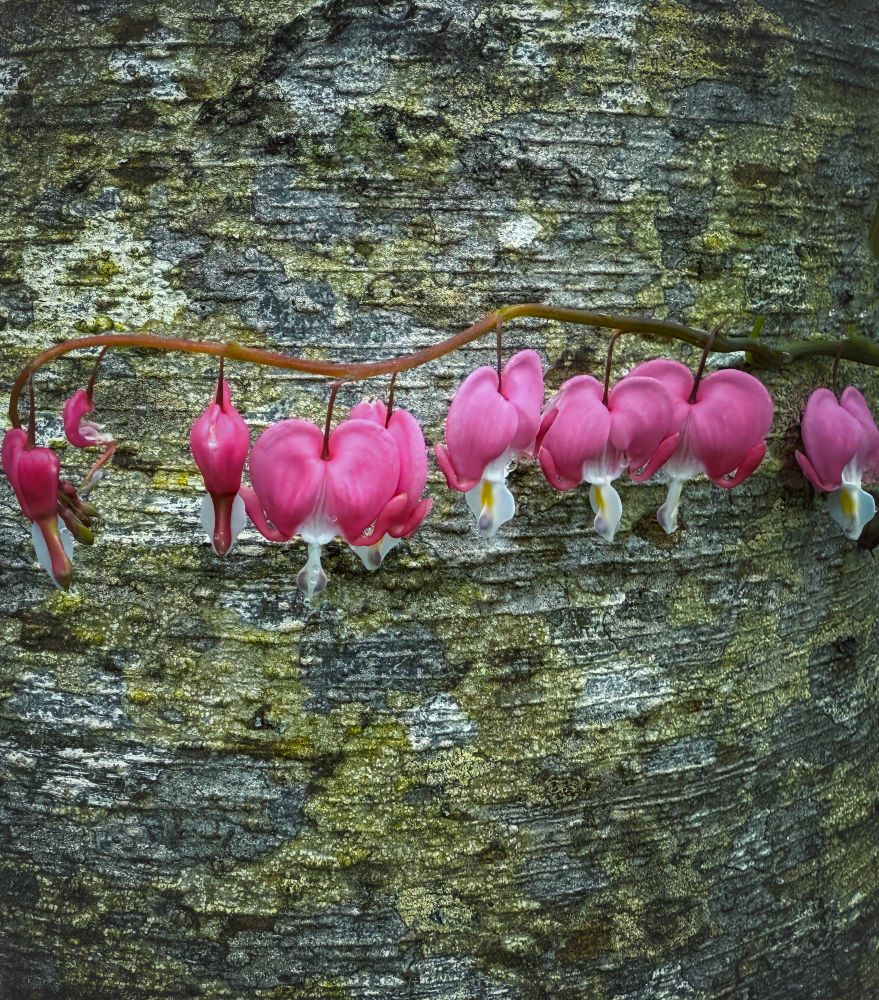 A stem of Bleeding Heart flowers against a moss covered tree bark