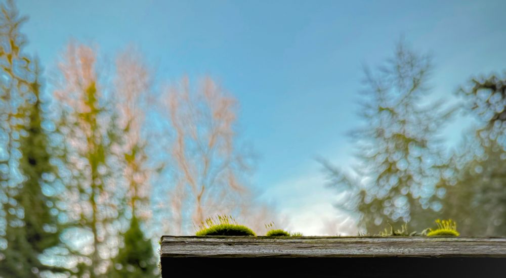Atop a birdhouse little clumps of moss grow with little fuss reaching up towards the sky. Background is tall evergreens and deciduous trees blurred & standing in stillness beneath a bright blue sky