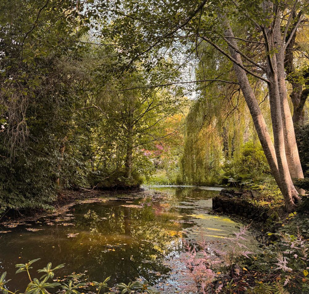 Looking into a small pond that is shadow cast with filtered sun. The dark water is reflective of the surrounding foliage and sky. Light casts a warm glow on a tall Birch right of frame. A Willow tree drapes over the water towards the end of frame. Muted colours of flowers in a garden bed in the blurred distance. 
