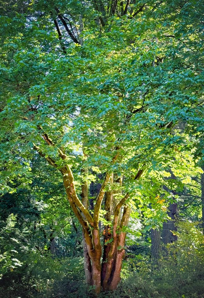 A tall Maple tree with, a twisty bark, standing in a dense forest with light illuminating it's green/blue leaves. Hints of blue sky can be seen between the canopy of the tree. The forest floor is covered in ferns and bramble.
