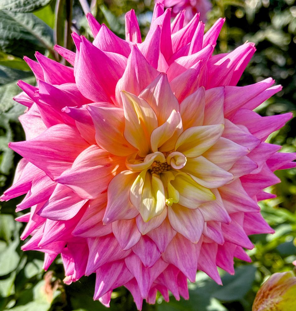 A very large dinner plate Dahlia. Pink, white & yellow in full sun. Two little petals near the pistil roll inward partially covering the centre. Greenery in the background.