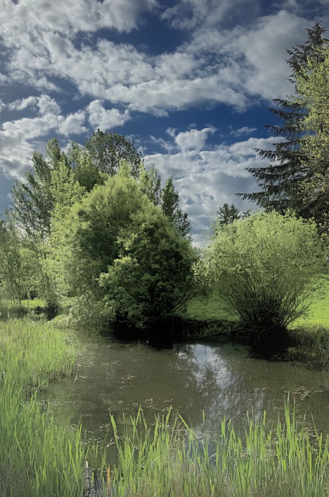 Small shrubs line a murky pond. Tall grasses in the foreground help to frame the edges of the pond. The sky is busy with fast moving clouds shifting in the blue. A soft photo, a little blurry....on purpose!